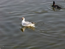 Sea gull in the water