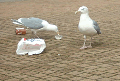 Sea gulls on city street eating garbage